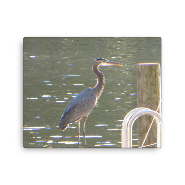 Blue Heron Original Photograph on Canvas by Holly Simmons