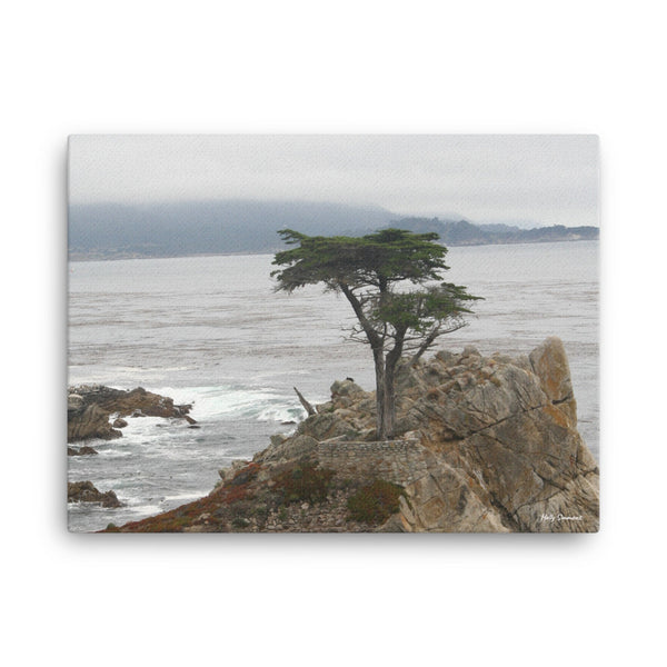 Lone Cypress Pebble Beach - Original Photo on Canvas by Holly Simmons